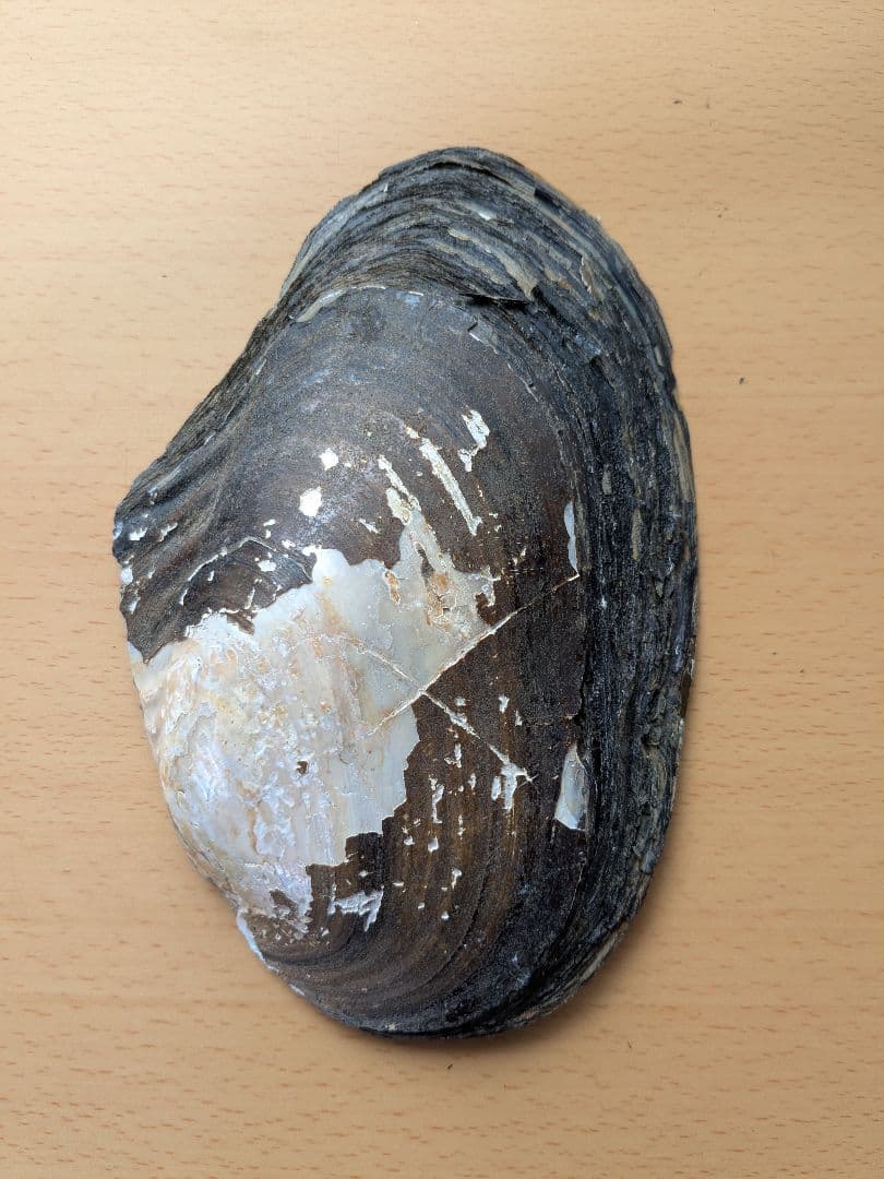 仏像真珠／淡水パール母貝 no.105