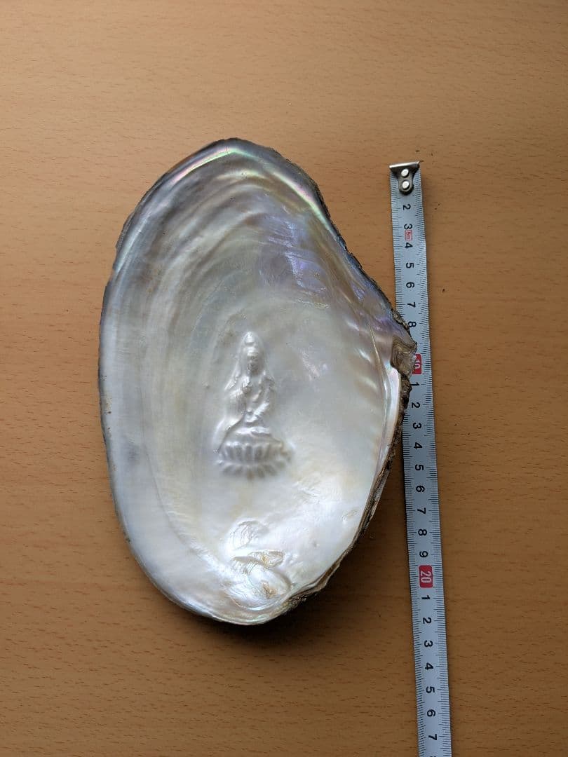 仏像真珠／淡水パール母貝 no.105