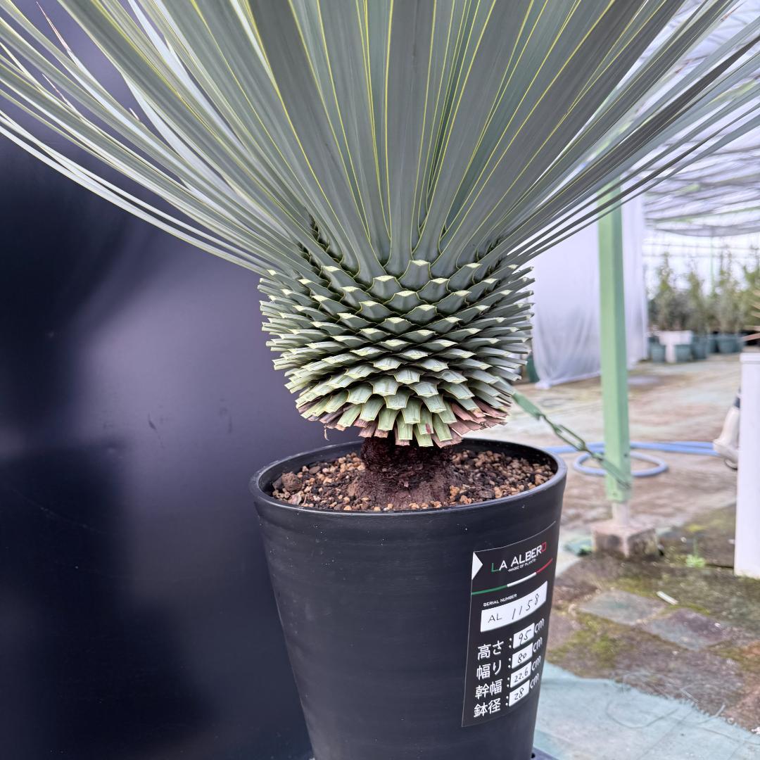 【AL1158】ユッカ　ロストラータ 強シルバーブルー　超美形　感動個体