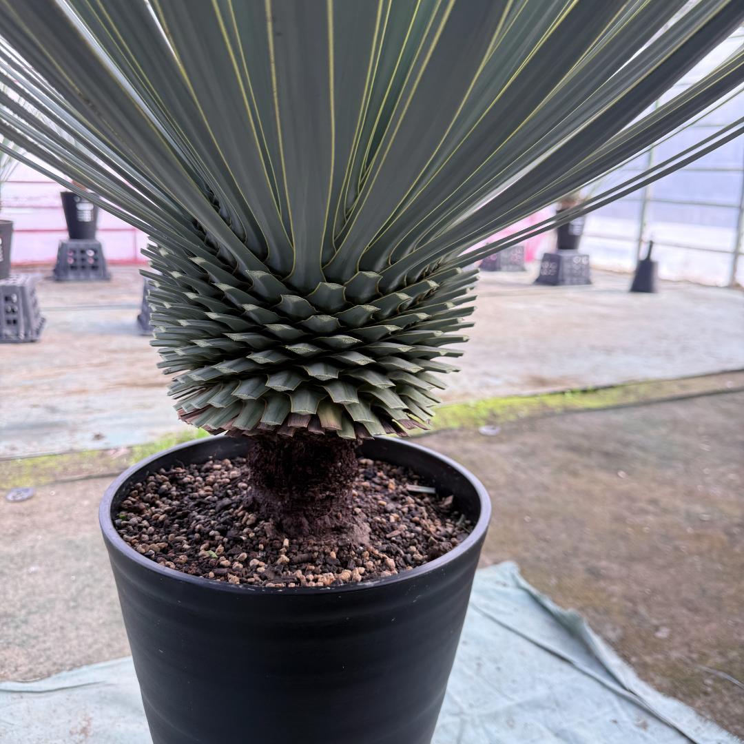 【AL1158】ユッカ　ロストラータ 強シルバーブルー　超美形　感動個体