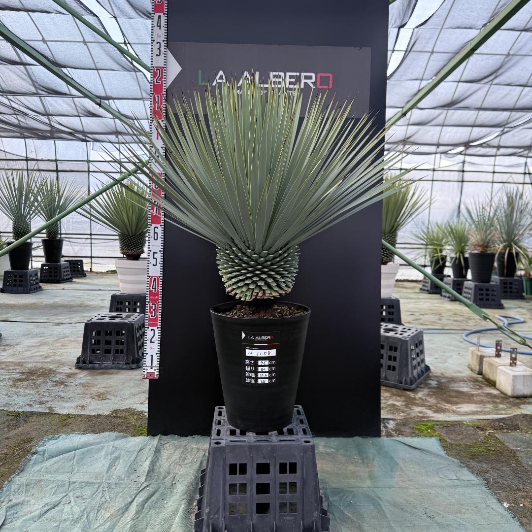 【AL1158】ユッカ　ロストラータ 強シルバーブルー　超美形　感動個体