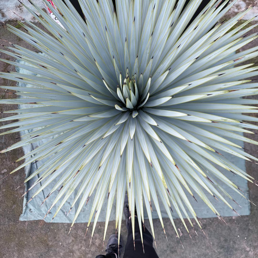 【AL1158】ユッカ　ロストラータ 強シルバーブルー　超美形　感動個体