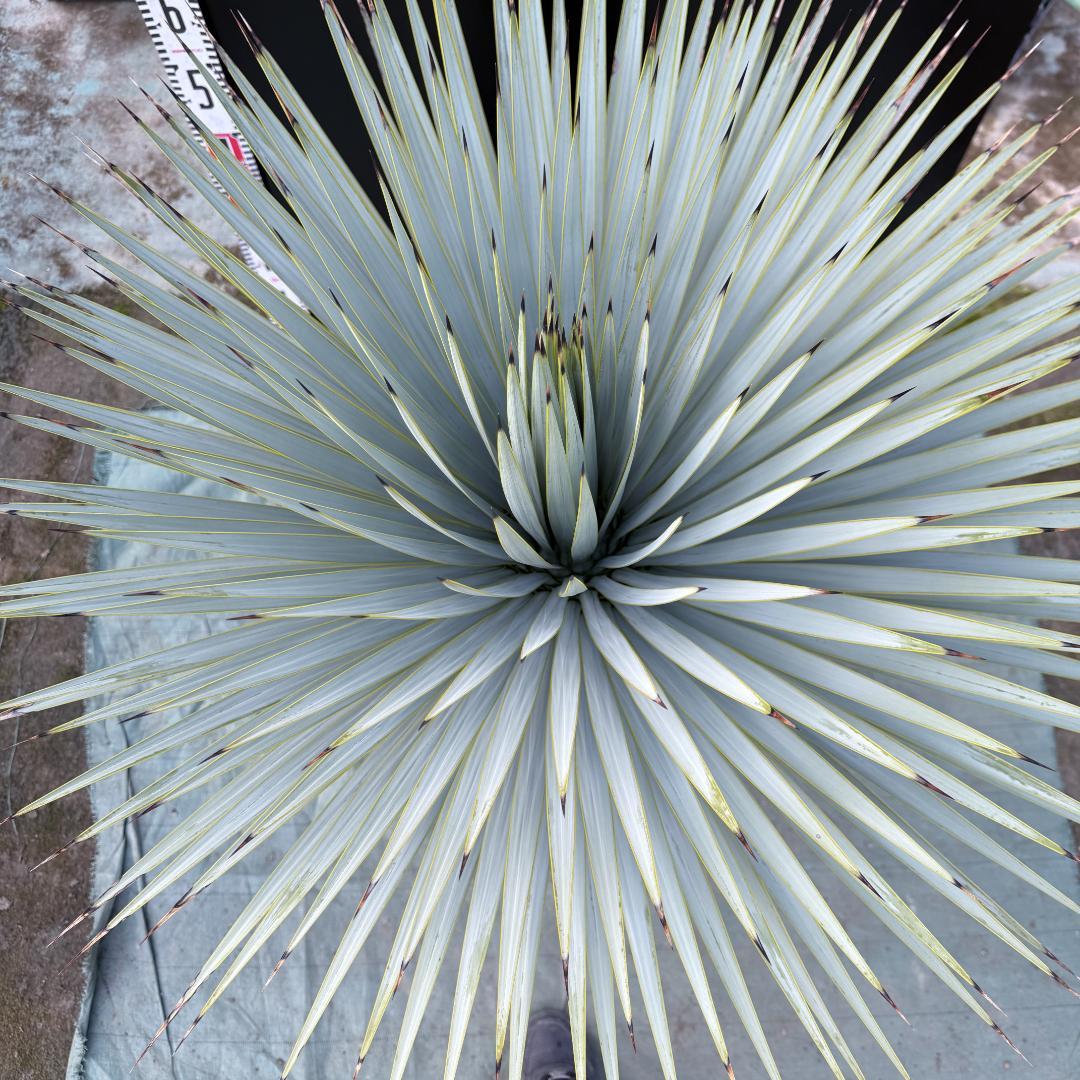 【AL1158】ユッカ　ロストラータ 強シルバーブルー　超美形　感動個体