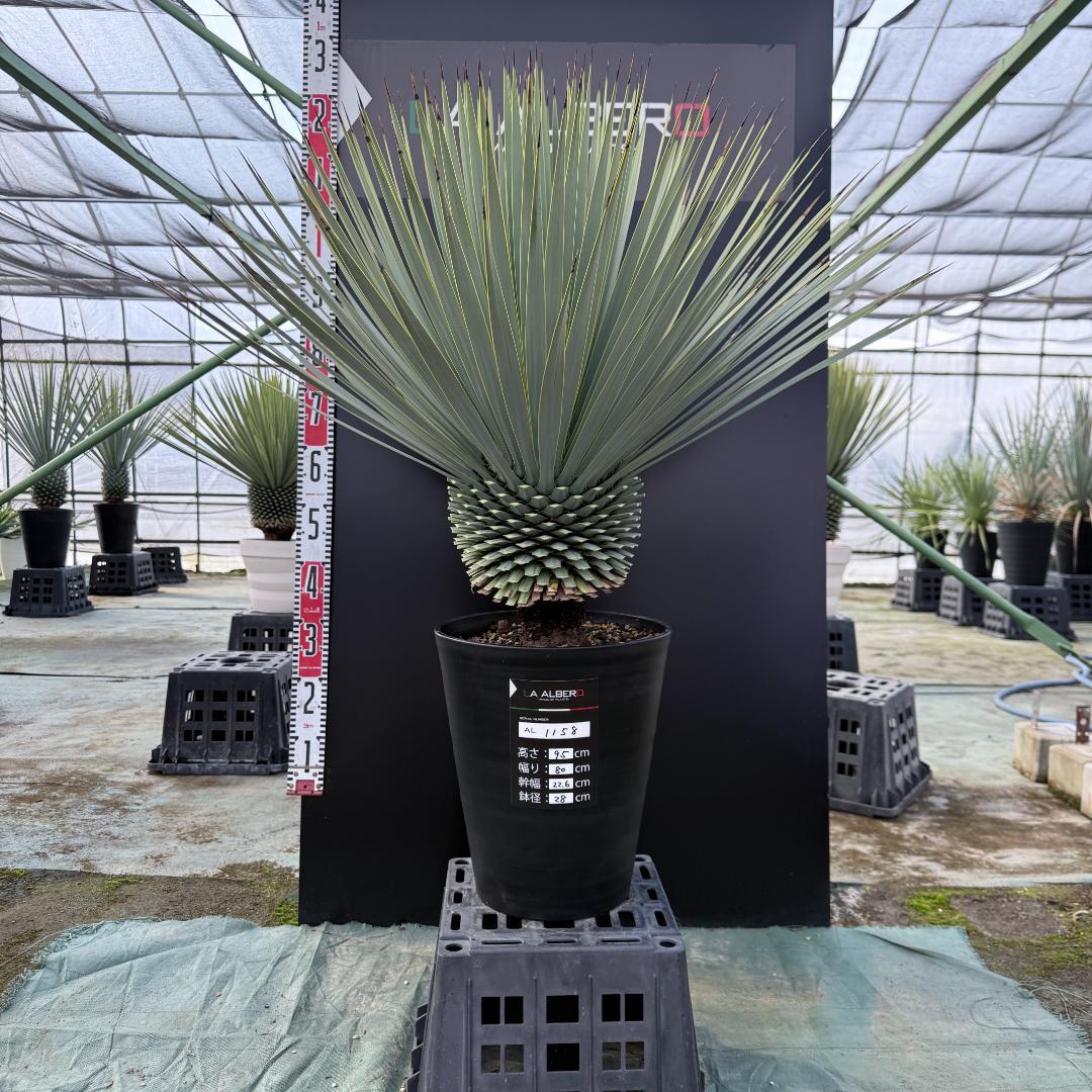 【AL1158】ユッカ　ロストラータ 強シルバーブルー　超美形　感動個体