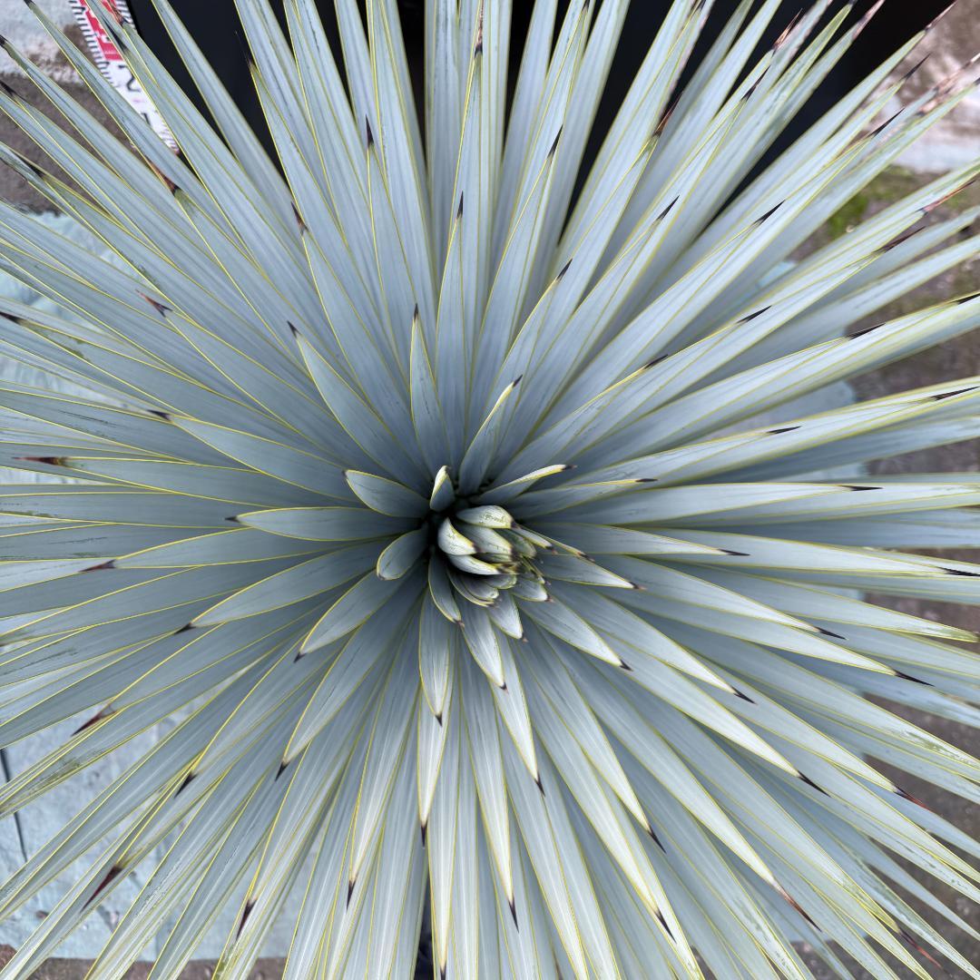 【AL1158】ユッカ　ロストラータ 強シルバーブルー　超美形　感動個体