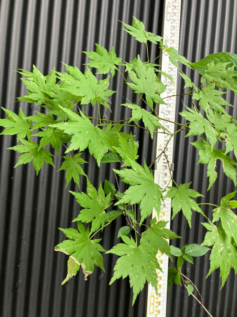 hiroooです！ 山採り　ヤマモミジ　ウワミズザクラ　混合株