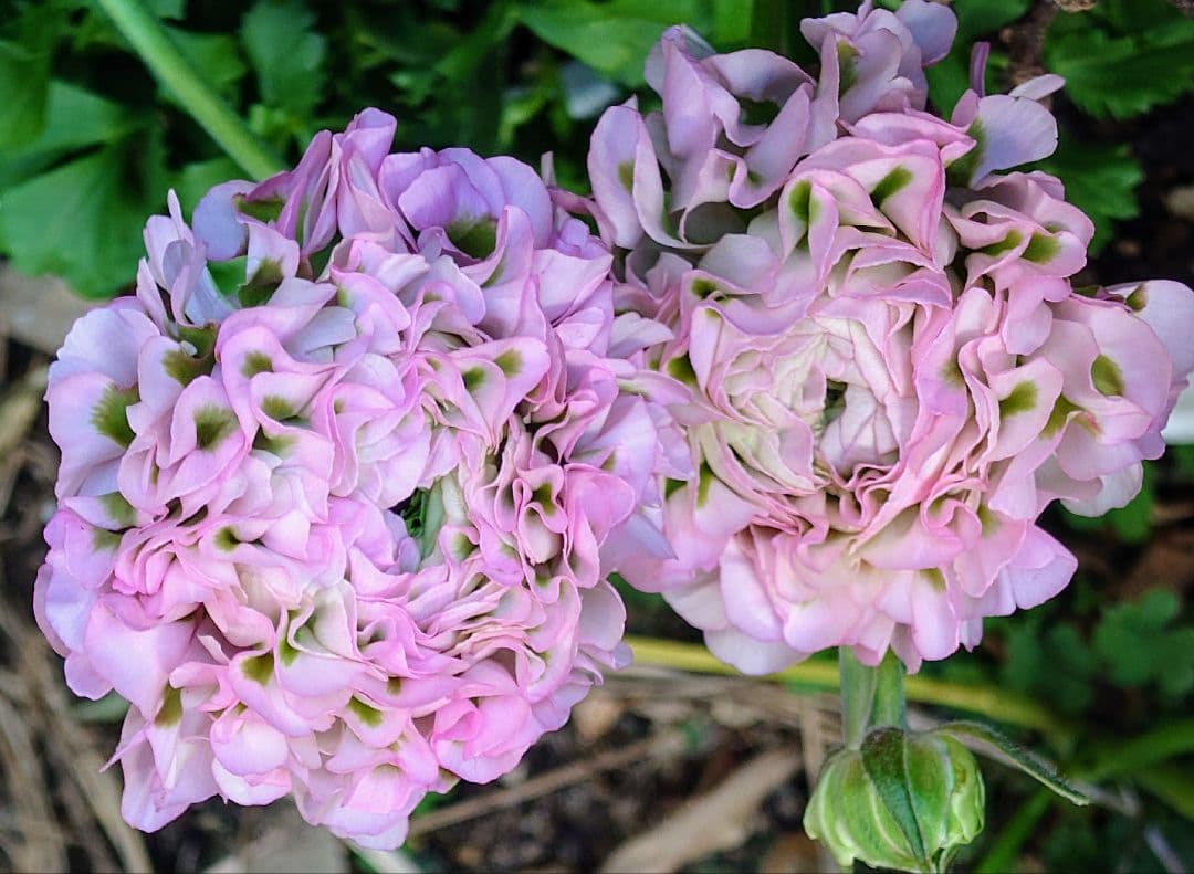 画像実物 ラナンキュラス ポンポン『ハーマイオニー』5号 大苗