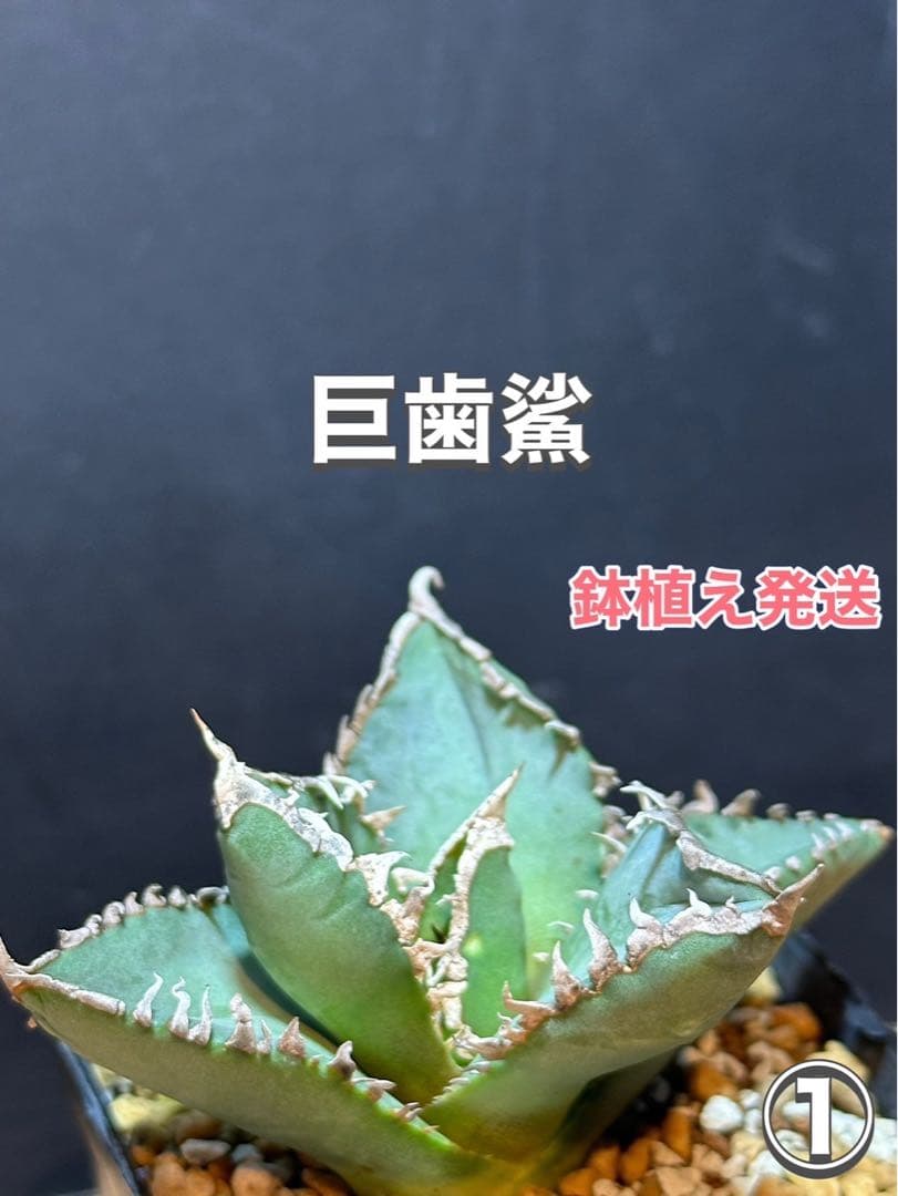 アガベ チタノタ 巨歯鯊 メガロドン‼️希少株‼️在株極量‼️鉢植え発送