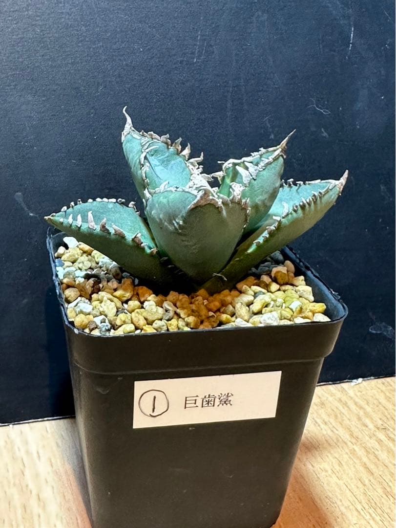 アガベ チタノタ 巨歯鯊 メガロドン‼️希少株‼️在株極量‼️鉢植え発送