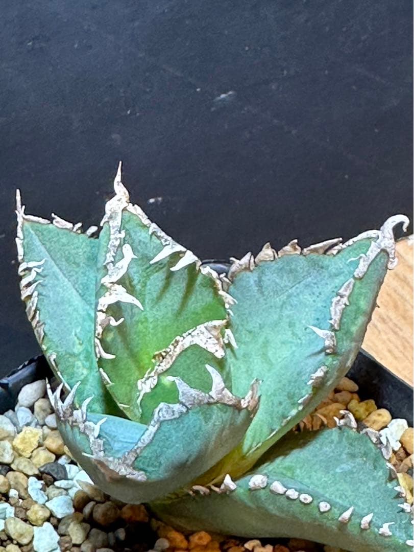 アガベ チタノタ 巨歯鯊 メガロドン‼️希少株‼️在株極量‼️鉢植え発送