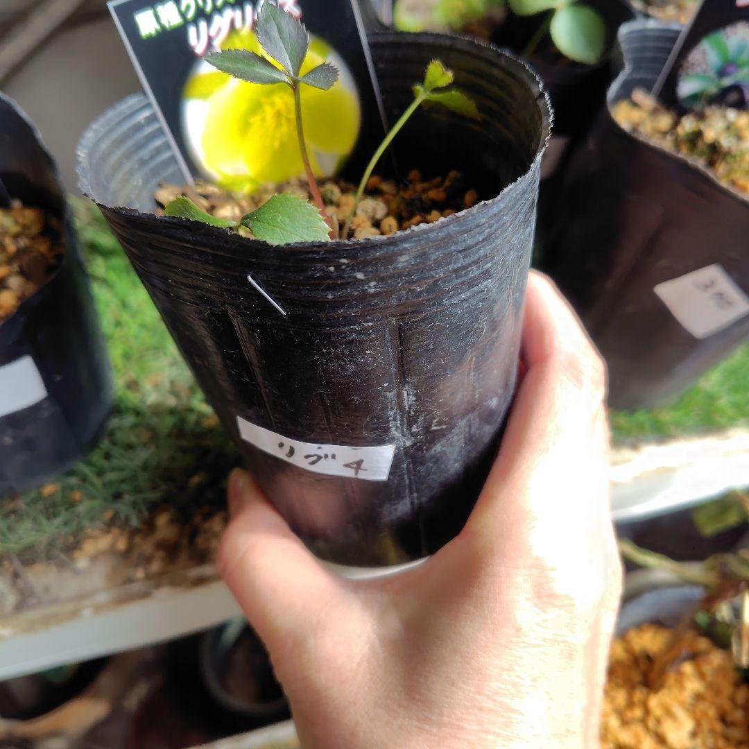 【原種】クリスマスローズ４種類５ポット