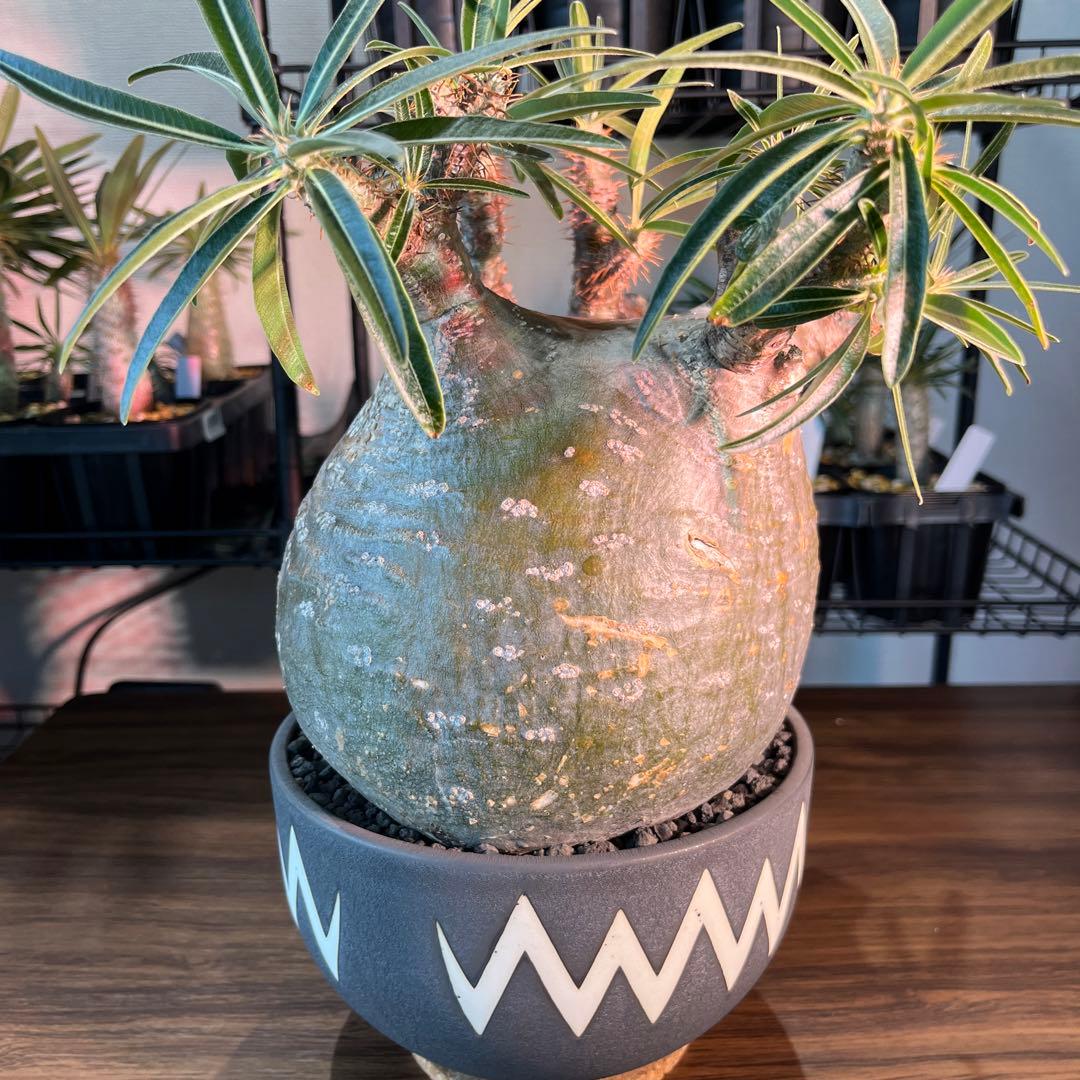 パキポディウムグラキリス 大型株まん丸短枝の緑肌 - メルカリ