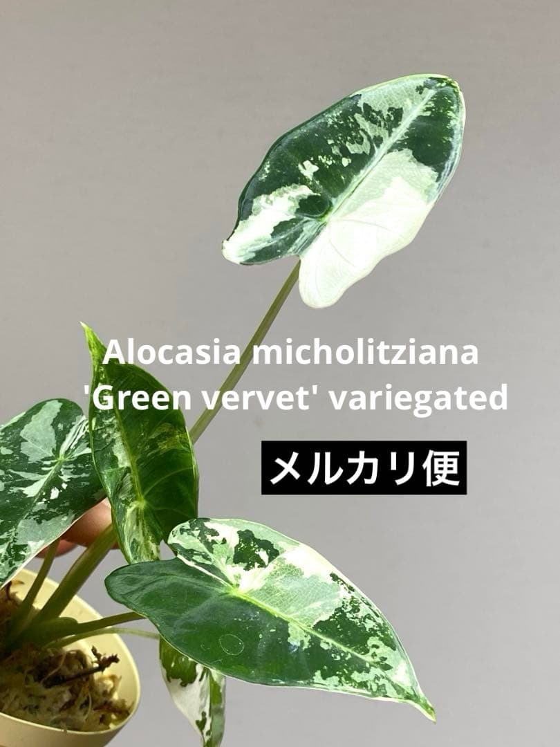 ① 【表情豊か✨】アロカシア グリーンベルベット 斑入り 希少 人気