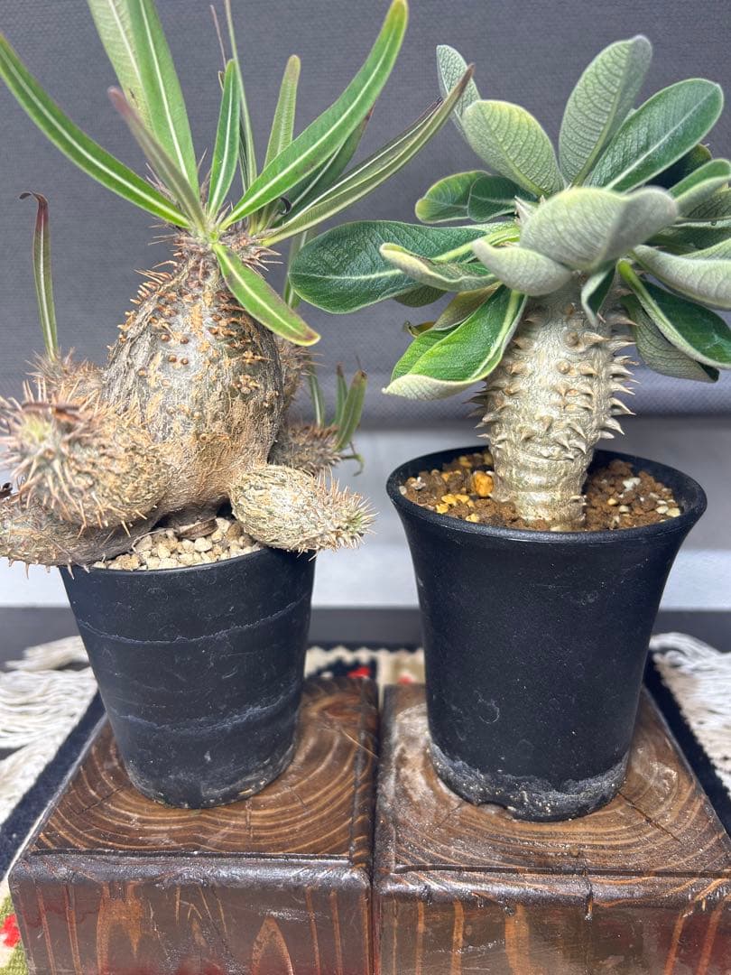 グラキリス　エブレネウム　実生。