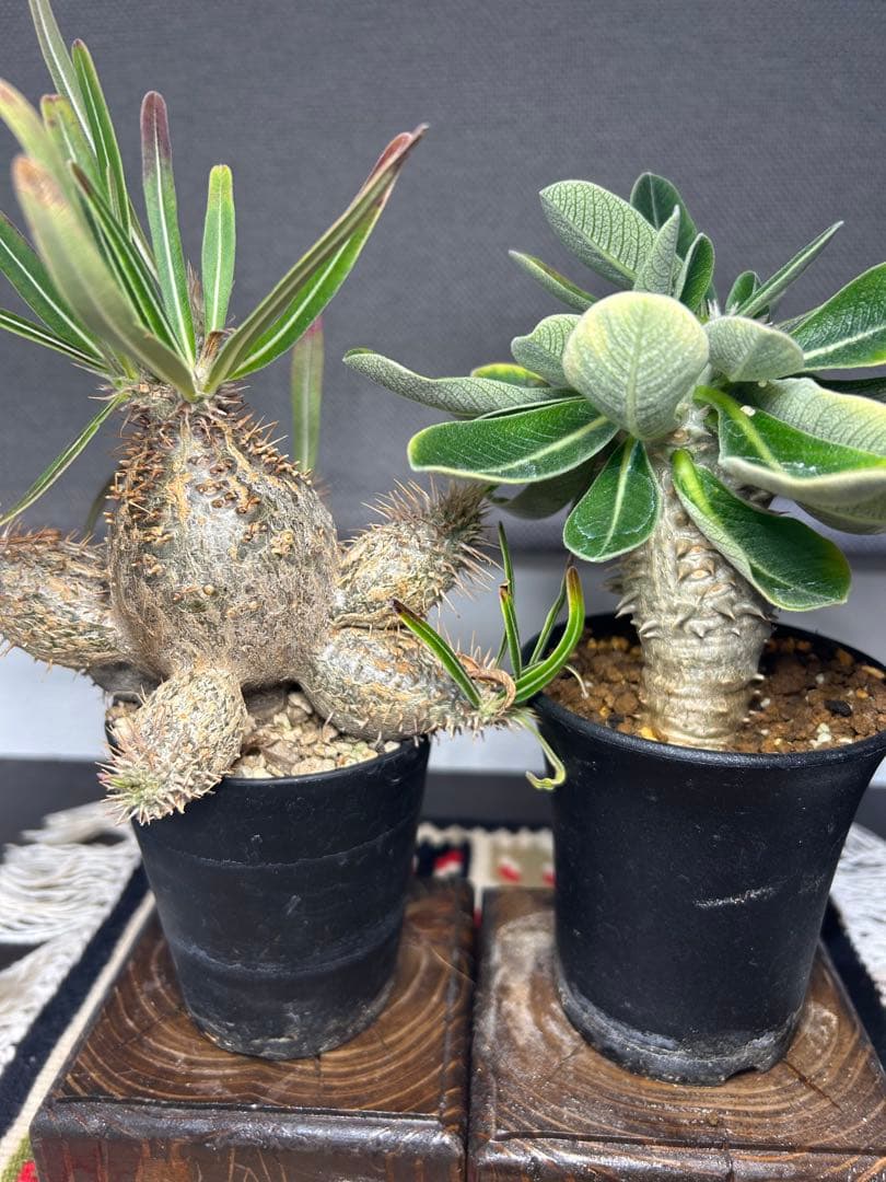 グラキリス　エブレネウム　実生。