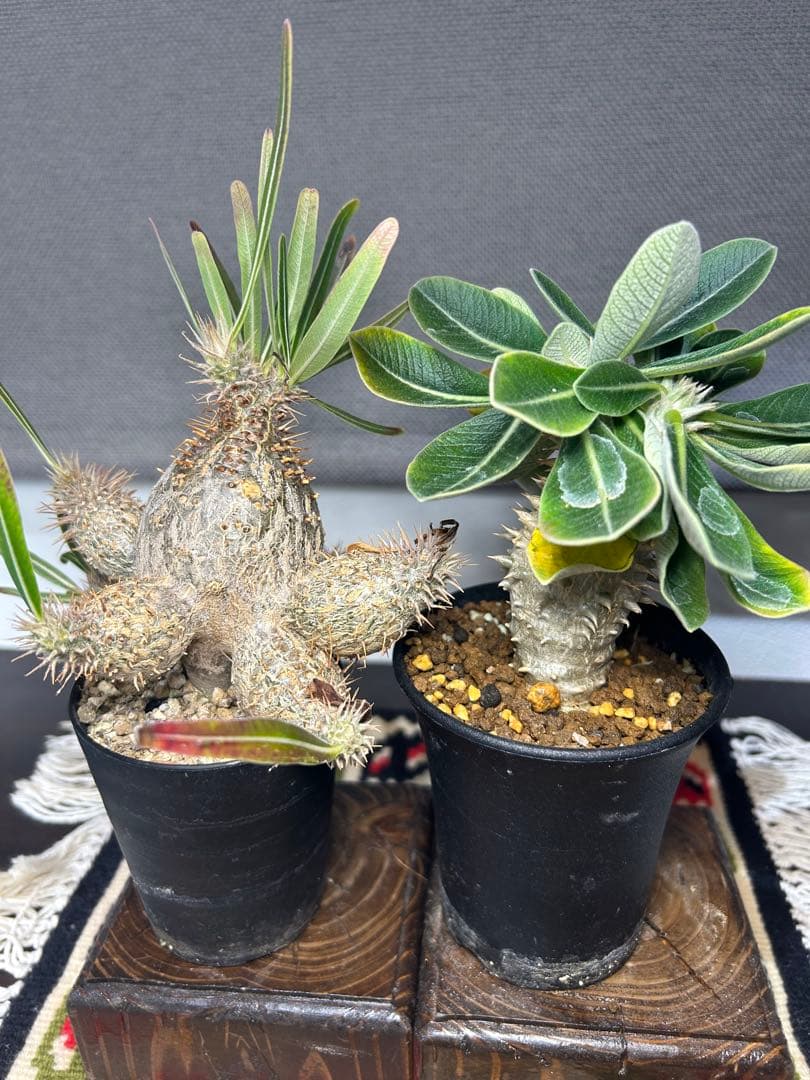 グラキリス　エブレネウム　実生。