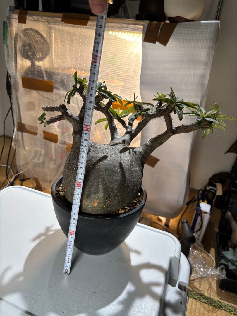 パキポディウム　グラキリス 扁平　大株