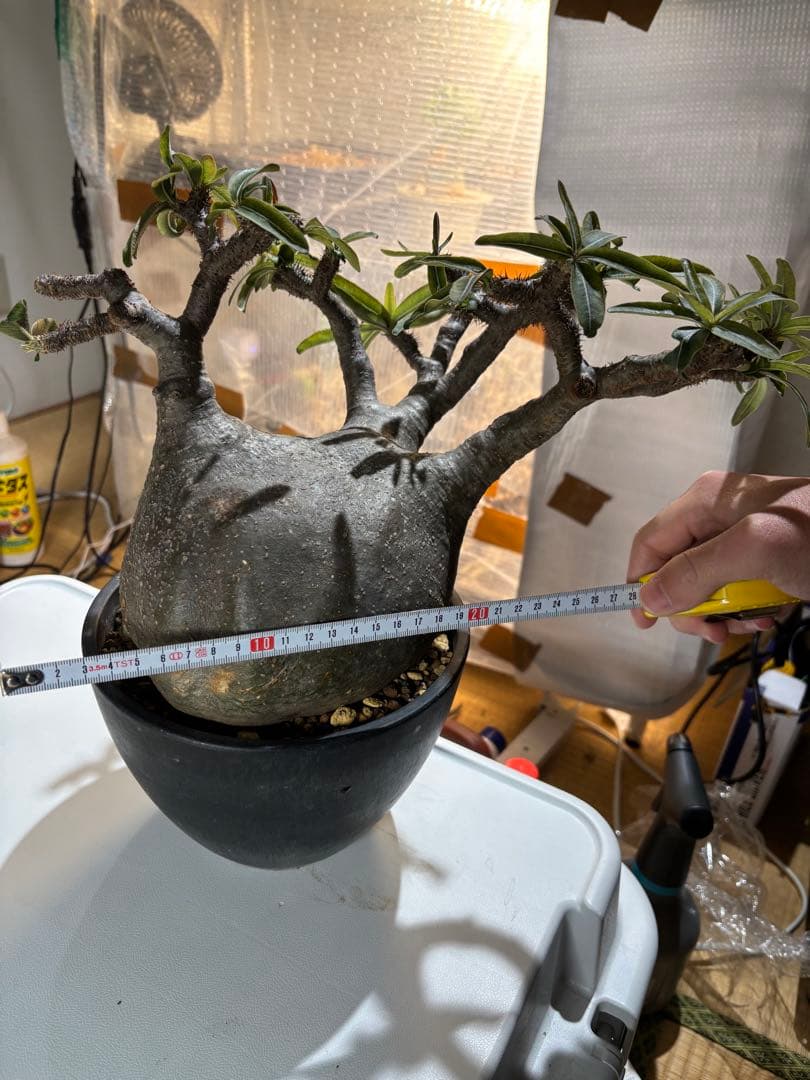 パキポディウム　グラキリス 扁平　大株