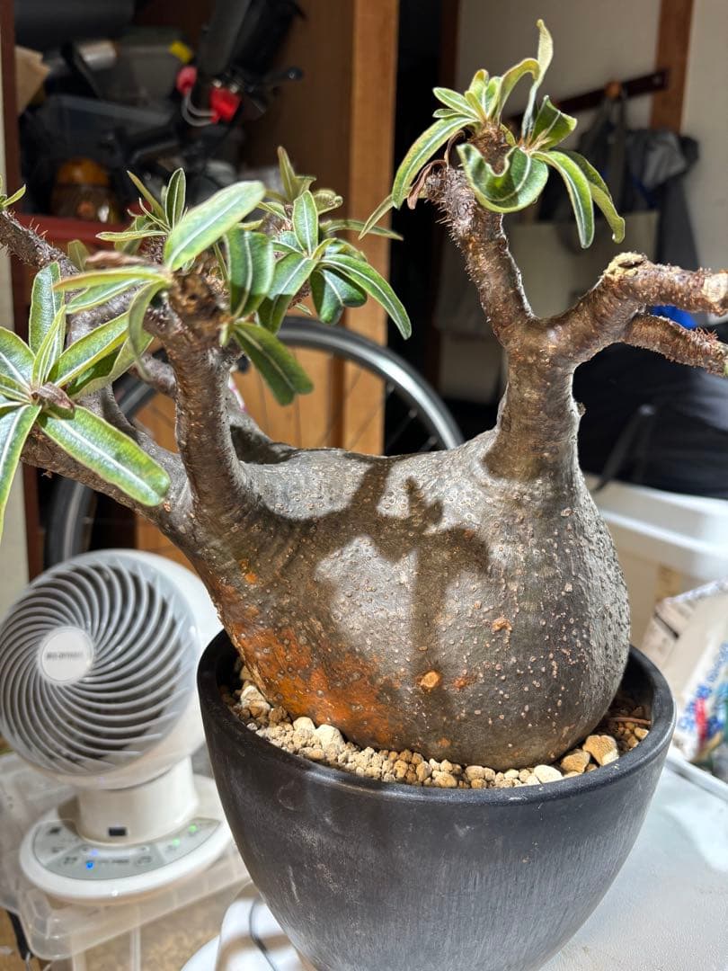 パキポディウム　グラキリス 扁平　大株