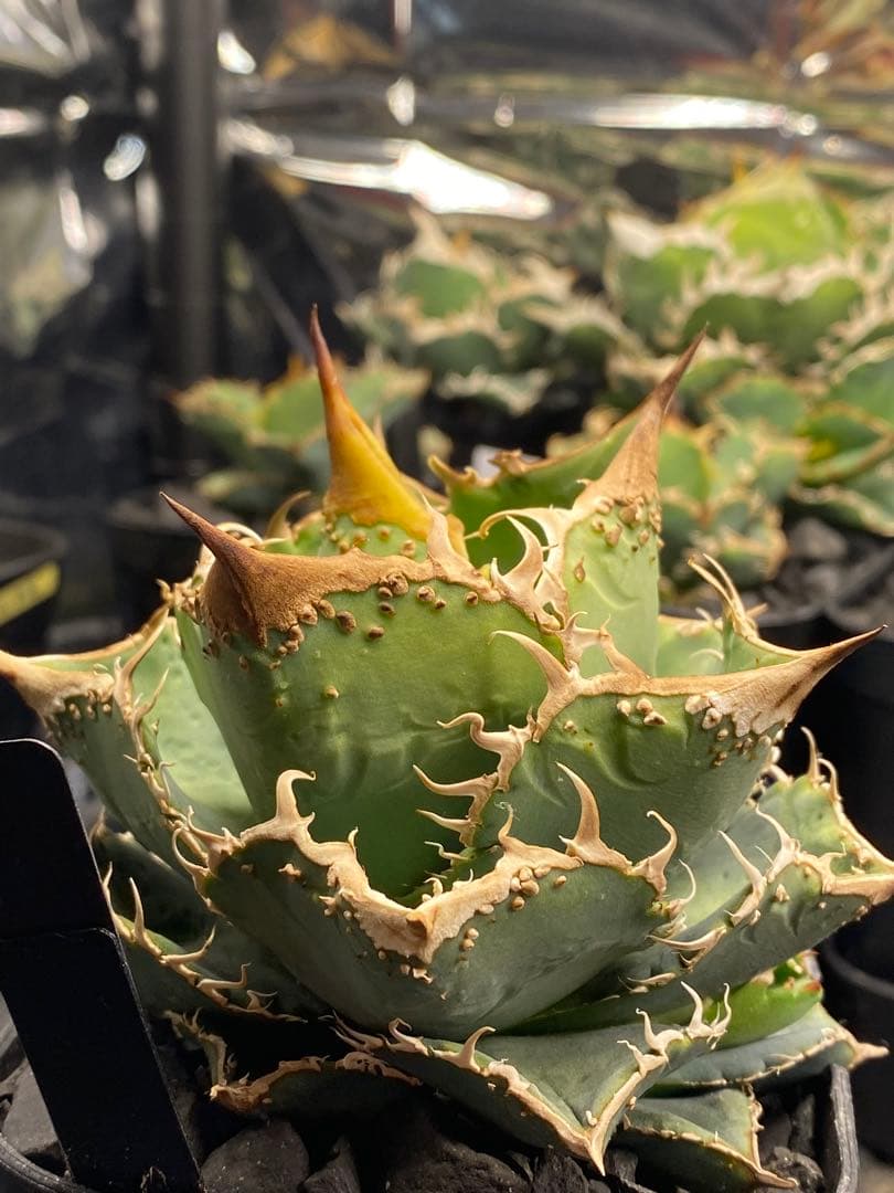 親株出品　台湾　ブツブツSSS トップ強し　ノーネーム