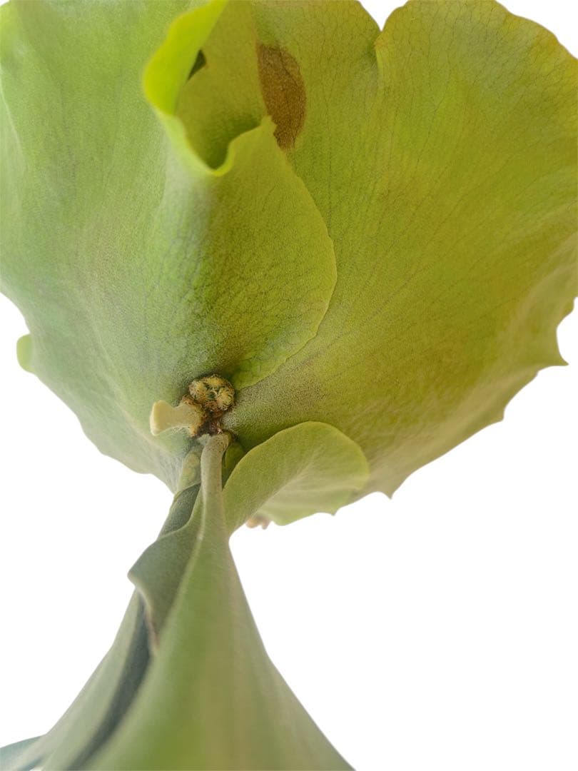 コウモリラン　ビカクシダ　ヒリー　P.Hillii sattahip OC