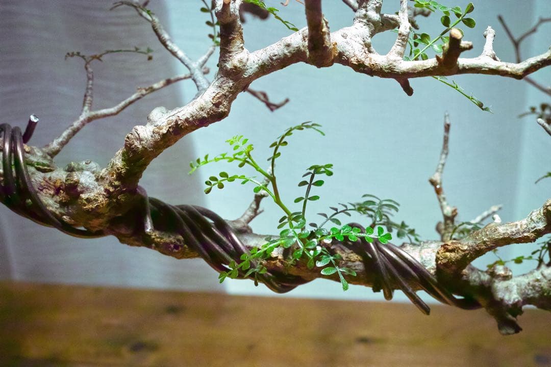 オペルクリカリア・パキプス　現地発根株　発根済み