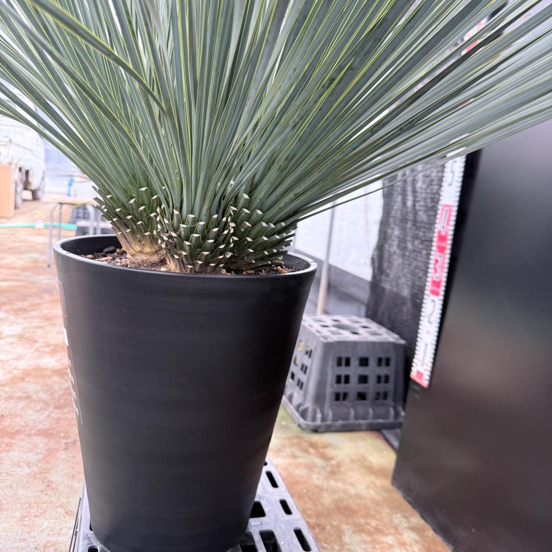 【AL1203】ユッカ　ロストラータ　ランチョブルー（品種名）４ヘッド