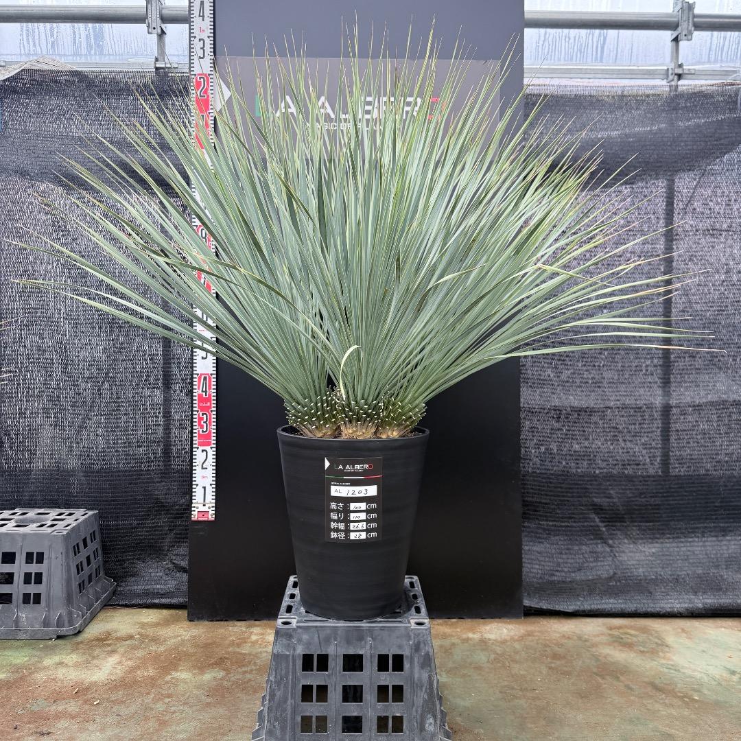 【AL1203】ユッカ　ロストラータ　ランチョブルー（品種名）４ヘッド