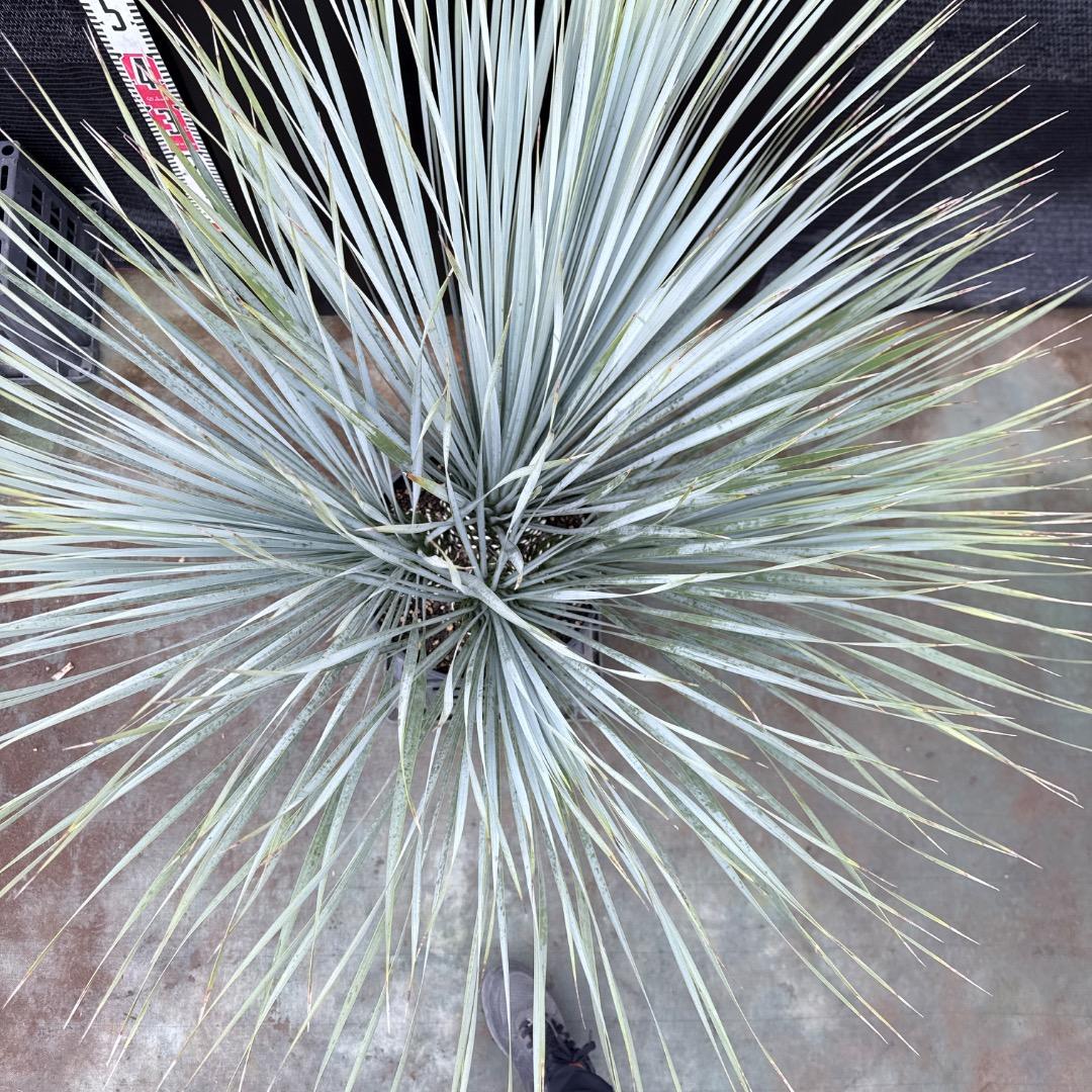 【AL1203】ユッカ　ロストラータ　ランチョブルー（品種名）４ヘッド