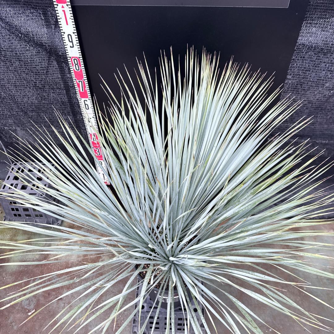 【AL1203】ユッカ　ロストラータ　ランチョブルー（品種名）４ヘッド