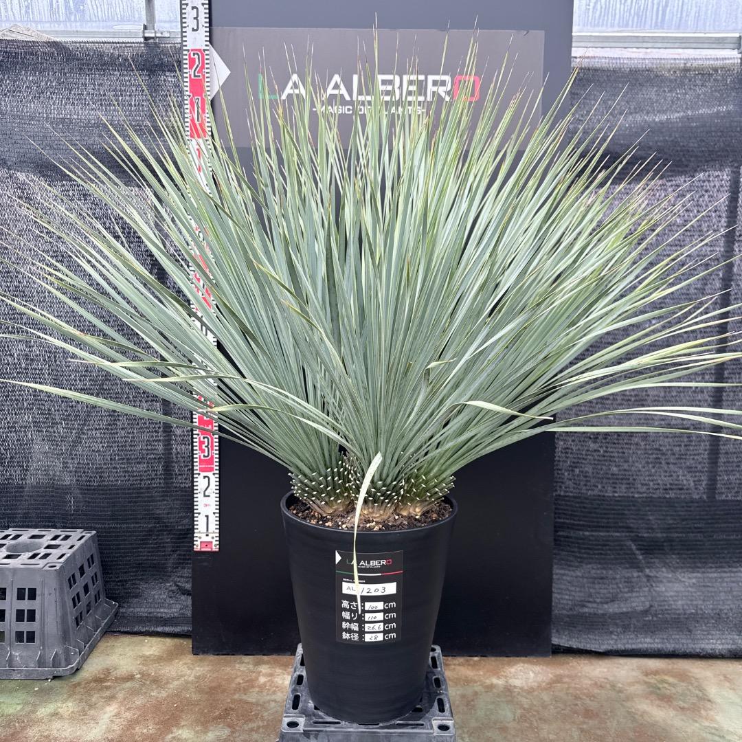 【AL1203】ユッカ　ロストラータ　ランチョブルー（品種名）４ヘッド