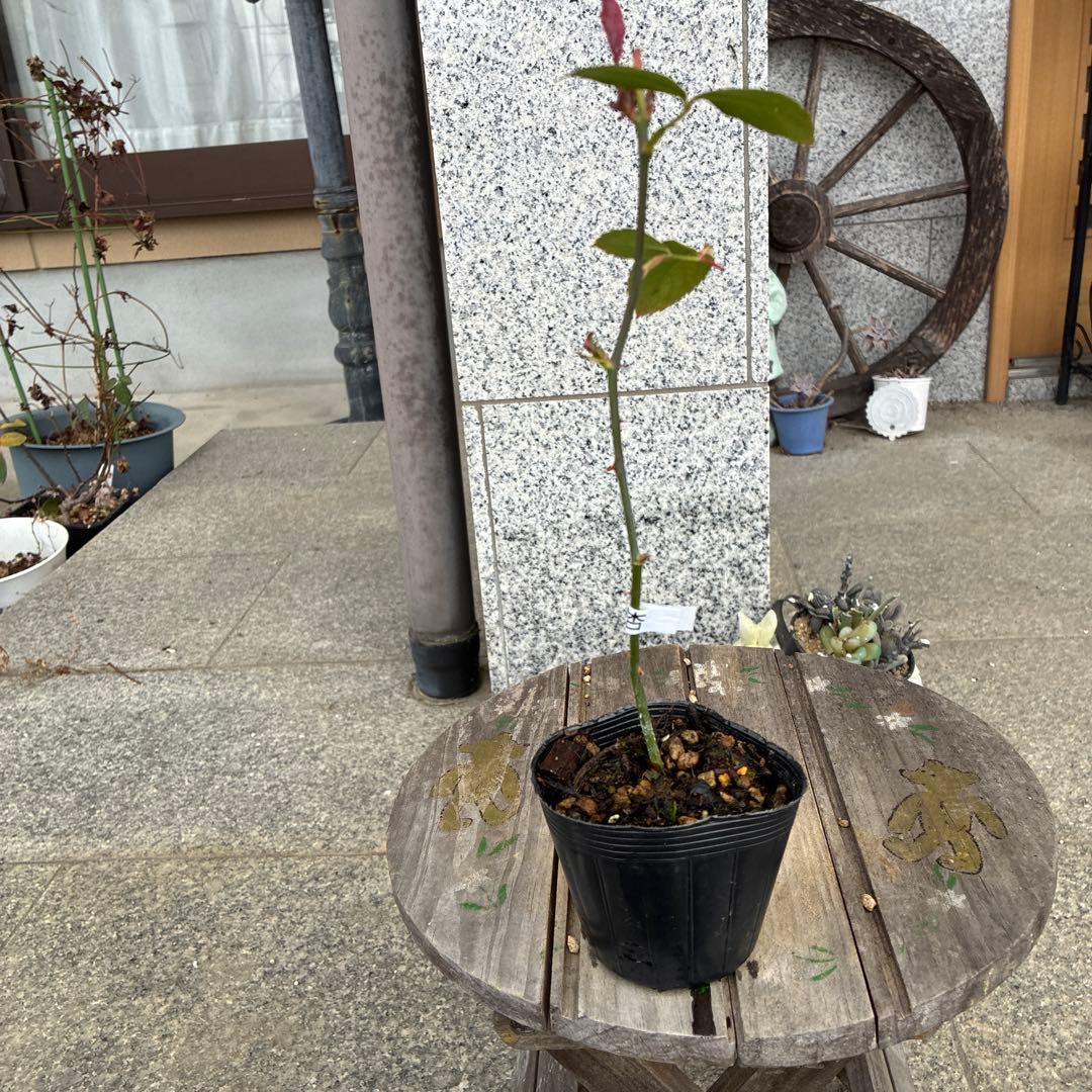 バラ苗　購入前にコメント