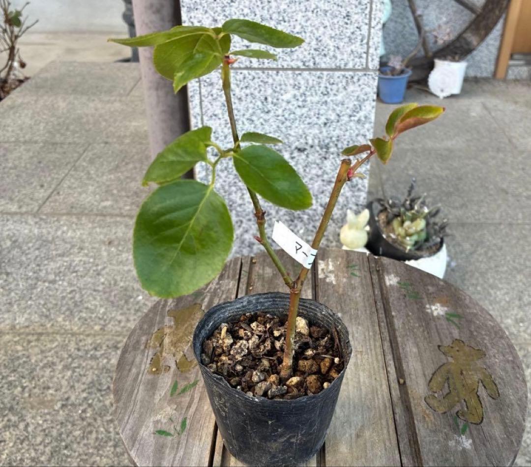 バラ苗　購入前にコメント