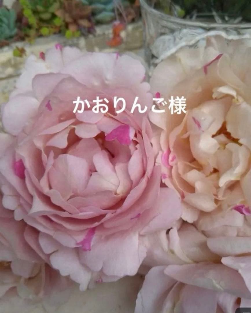 バラ苗　購入前にコメント