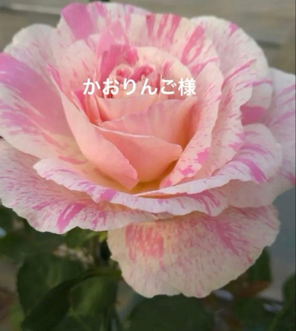 バラ苗　購入前にコメント