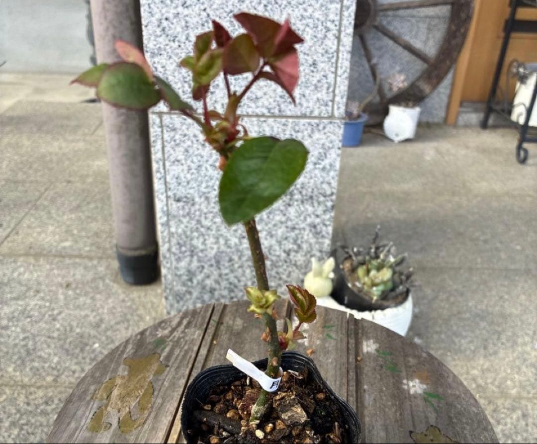 バラ苗　購入前にコメント