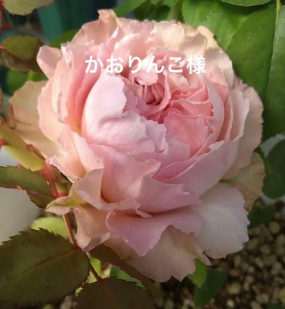 バラ苗　購入前にコメント