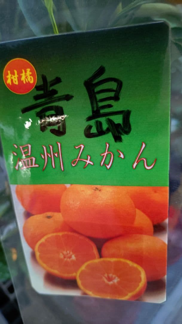 大人気！西南のひかり３年生＆（バリエーション変更可）