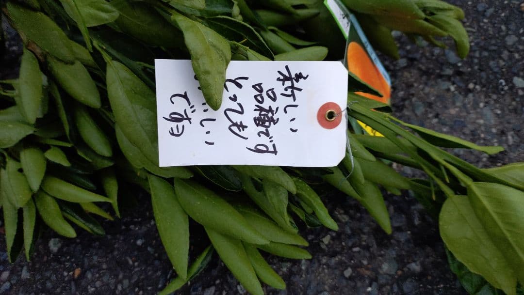 大人気！西南のひかり３年生＆（バリエーション変更可）