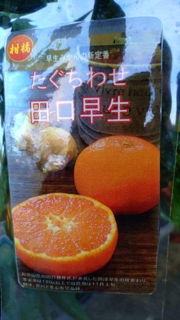 大人気！西南のひかり３年生＆（バリエーション変更可）