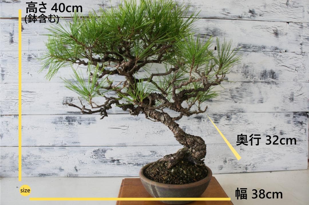 盆栽 『赤松』 インテリア 観葉植物 園芸 ガーデニング 送料無料 b182