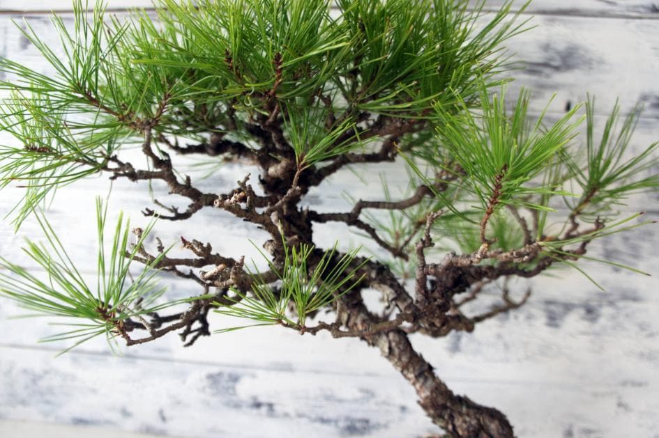 盆栽 『赤松』 インテリア 観葉植物 園芸 ガーデニング 送料無料 b182