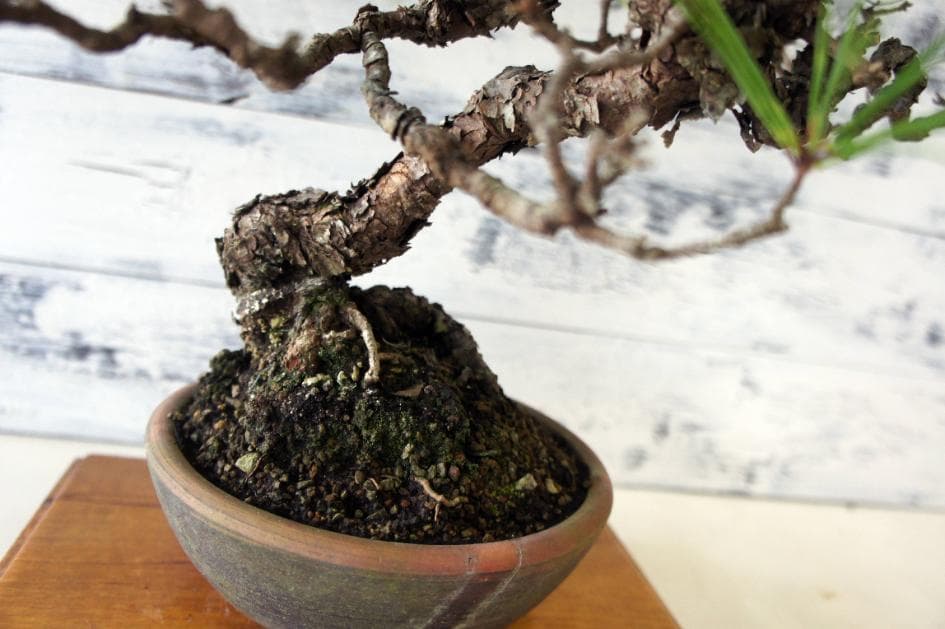 盆栽 『赤松』 インテリア 観葉植物 園芸 ガーデニング 送料無料 b182