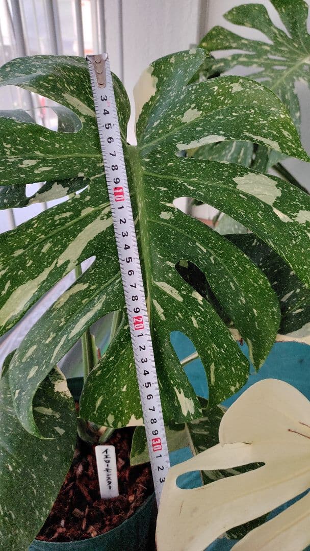 モンステラ,デリシオーサタイコンステレーション.イエローモンスター極太幹の苗