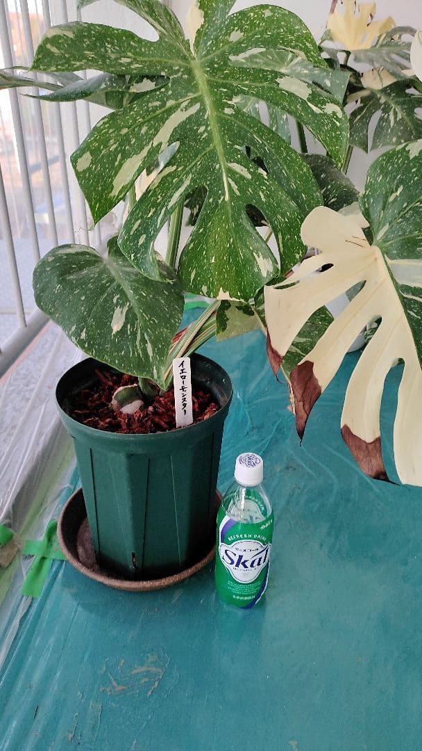 モンステラ,デリシオーサタイコンステレーション.イエローモンスター極太幹の苗