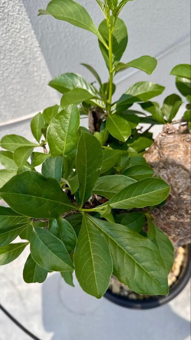 バオバブ　アダンソニア ディギタータ　発根済み　低重心　極太