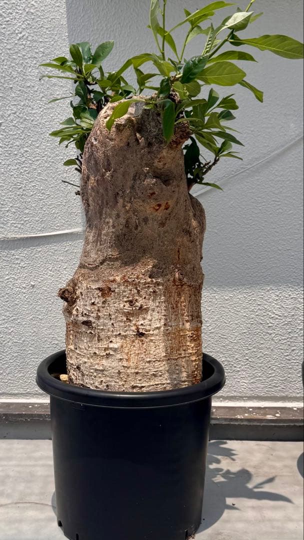 バオバブ　アダンソニア ディギタータ　発根済み　低重心　極太