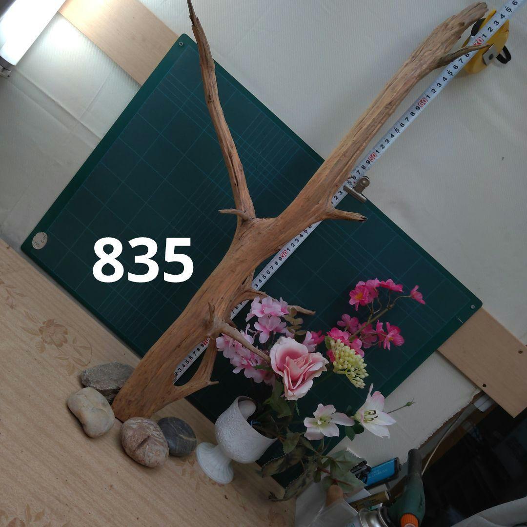 ８３５天然流木生け花素材７７cm