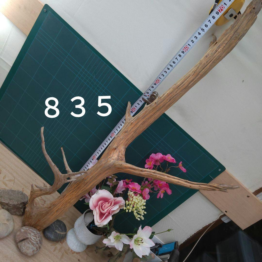 ８３５天然流木生け花素材７７cm