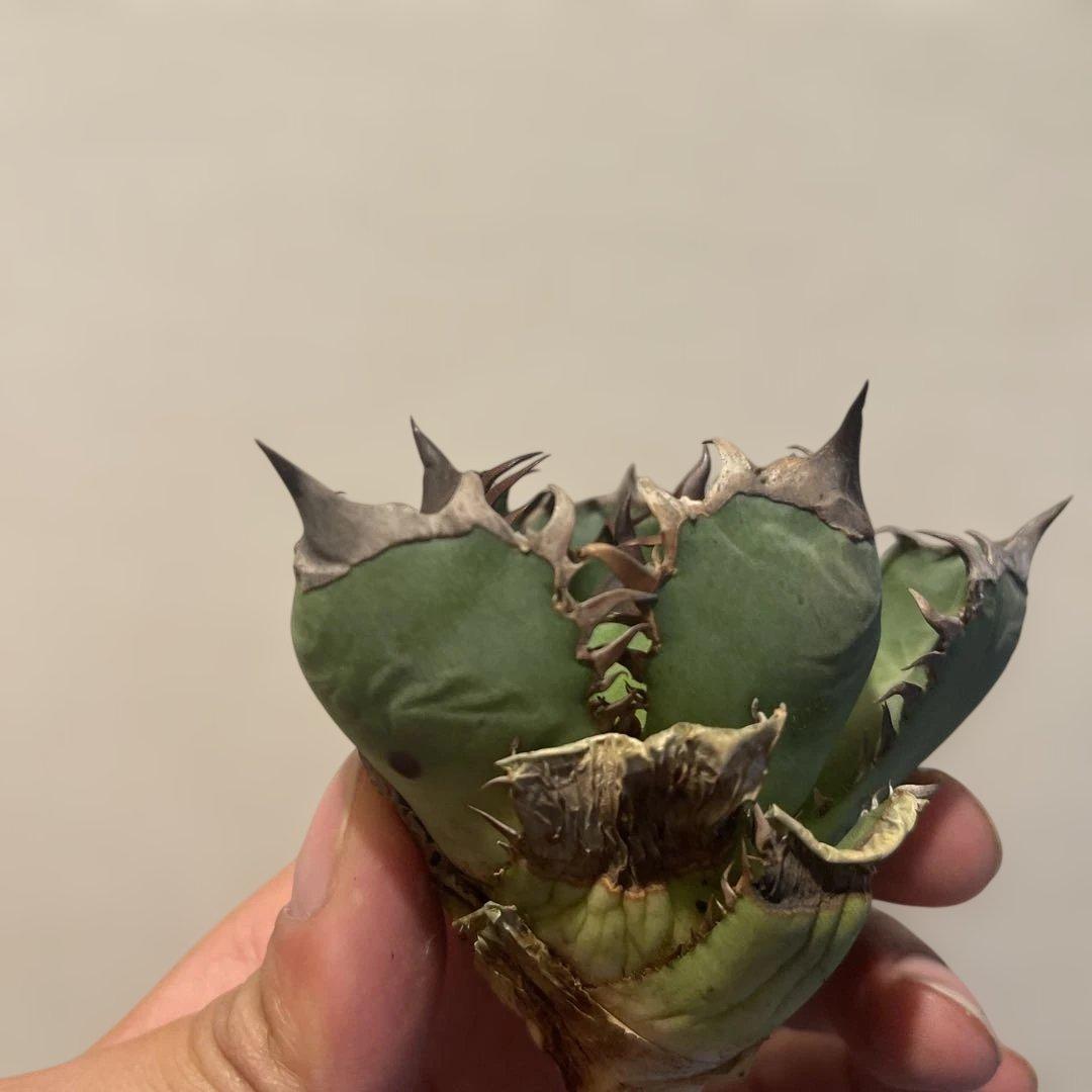 A076 アガベ オアハカワイルド血統 ノーネーム メルカリ便 東曜植